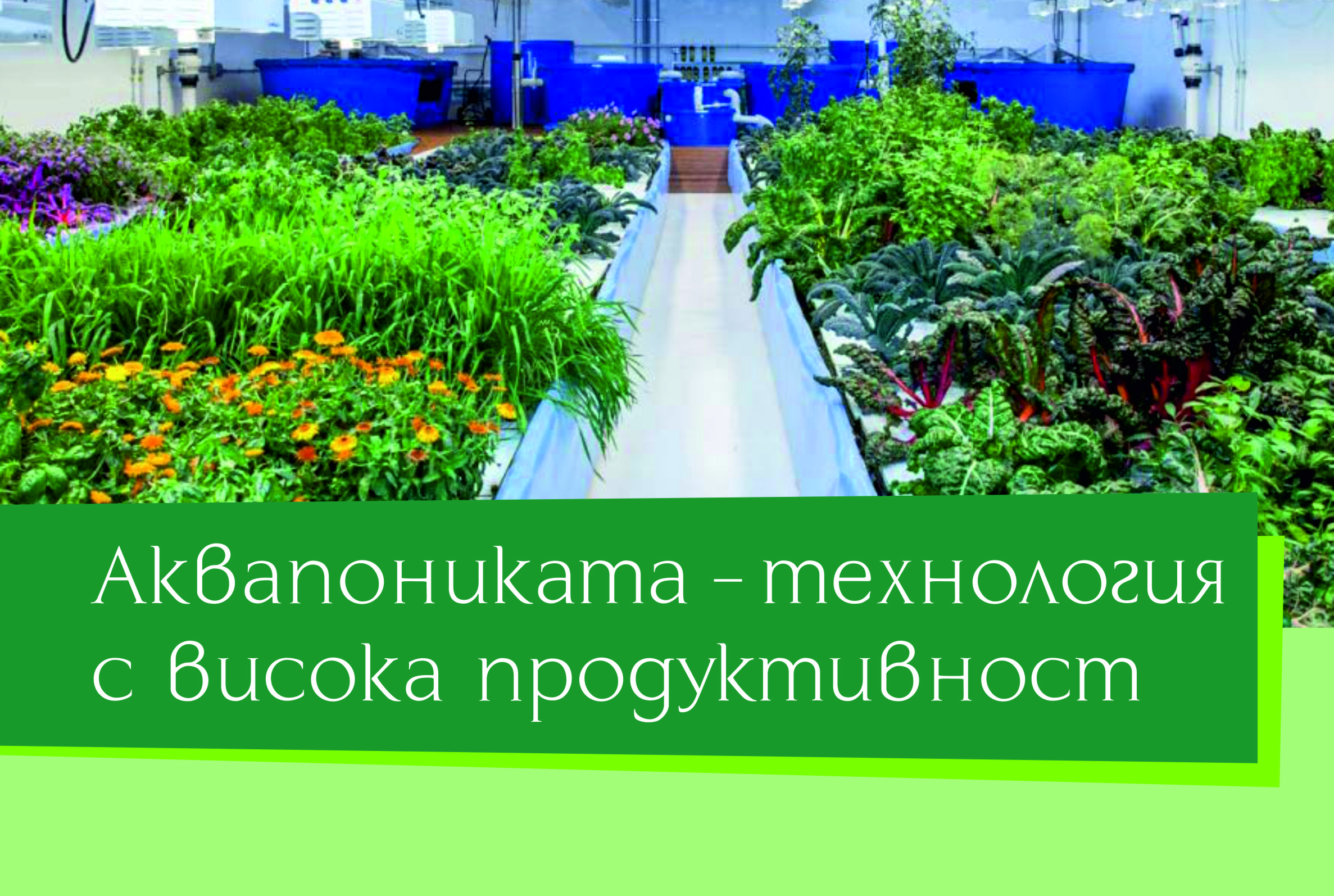 Аквапониката – технология с висока продуктивност